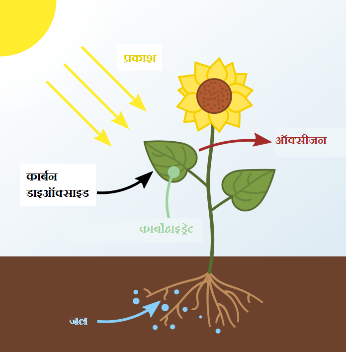 Photosynthesis