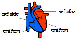 Structure of Heart