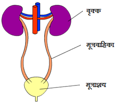 Excretory System