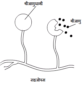 Spore formation in Bread Mould