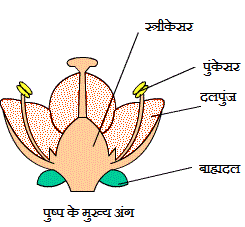 Structure of Flower