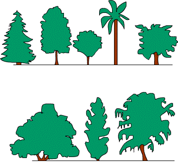 Types of Crowns of Tree
