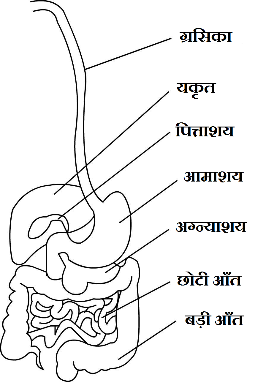 human digestive system