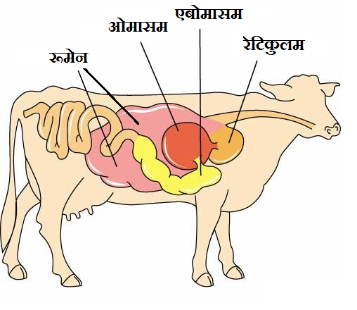 Four Chambers in Stomach of Grass Eating Animal