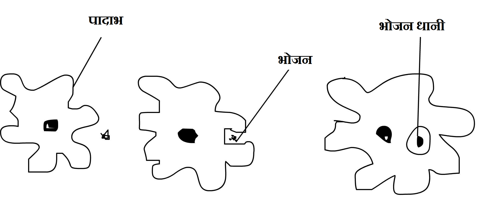 Nutrition in Amoeba