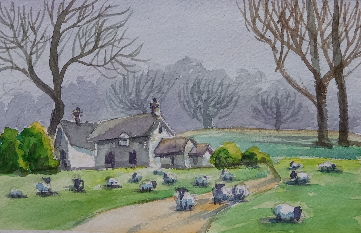 sheep in meadow