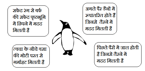 Adaptations in Penguin