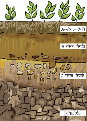 Soil Profile