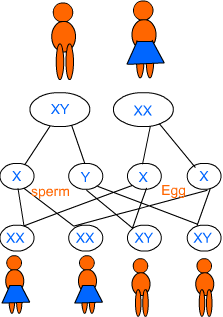 Sex Determination in Human