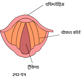 Structure of Vocal Chord