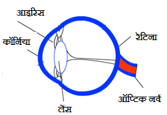 Structure of Human Eye