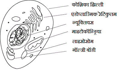 Structure of Animal Cell