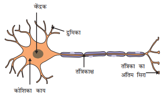 Structure of Neuron