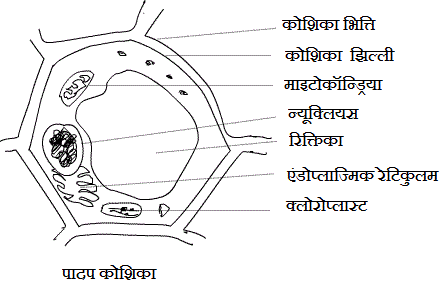 Structure of Plant Cell