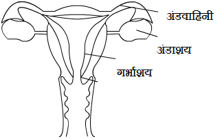 Female Reproductive System