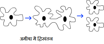 Binary Fission in Amoeba