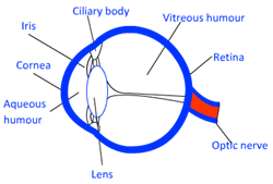 structure of human eye