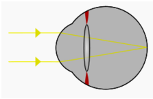 eye lens focusing on distant object