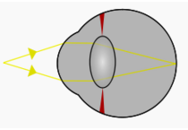 eye lens focusing on nearby object