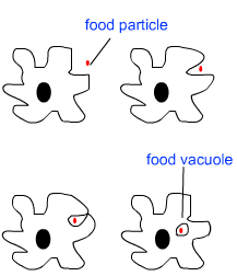 nutrition in amoeba