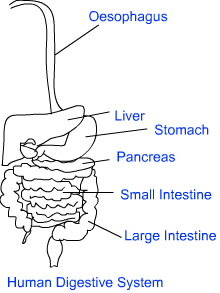 human digestive system