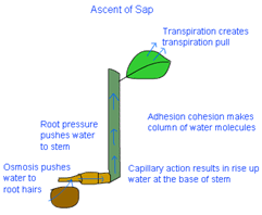 ascent of sap