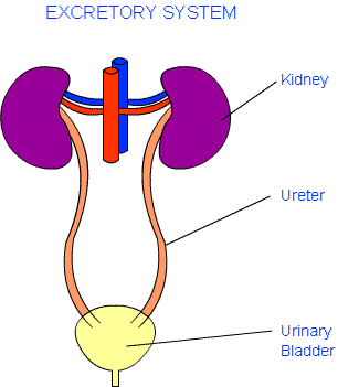 human excretory system