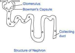 filtration in nephron