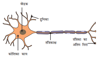 structure of neuron