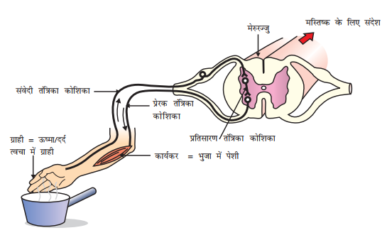 reflex arc