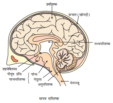 structure of human brain