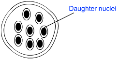 multiple fission in plasmodium