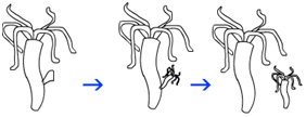 budding in hydra