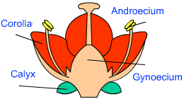 structure of flower