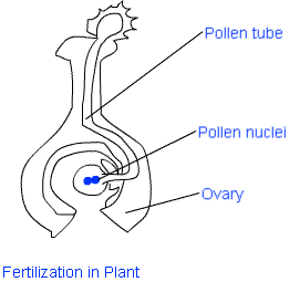 fertilisation in flowering plant