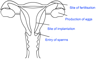 female reproductive system in human