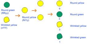 dihybrid cross by mendel