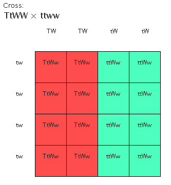 punette square example