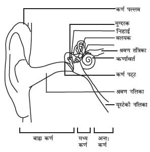 manav karn ki sanrachna