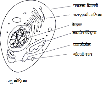 Animal Cell