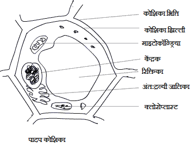 Plant Cell