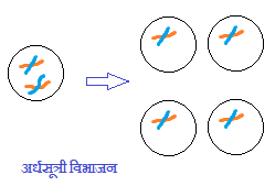 Meiosis