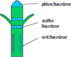 meristematic tissue