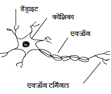 neuron