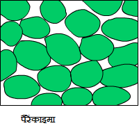 parenchyma