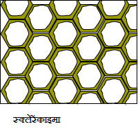 collenchyma