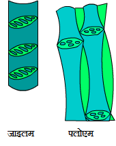 xylem and phloem